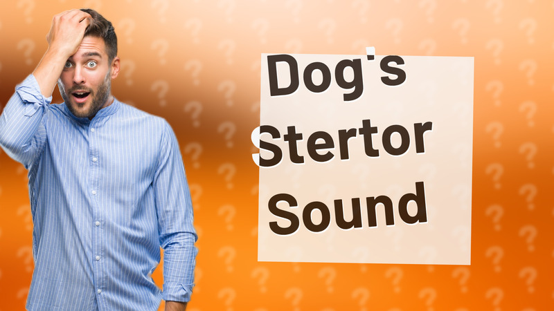 Dog's Stertor Sound