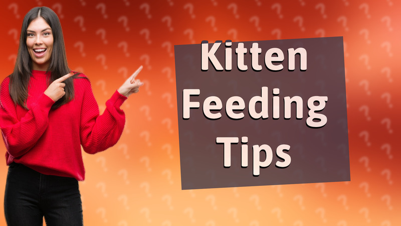 Kitten Feeding Tips