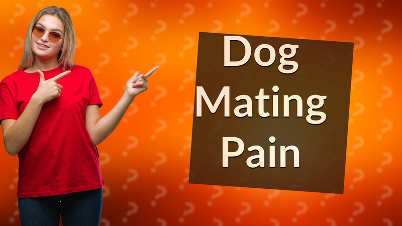 Dog Mating Pain