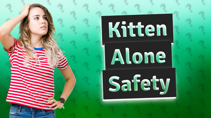 Kitten Alone Safety