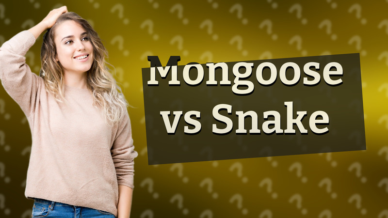 Mongoose vs Snake
