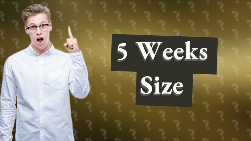 5 Weeks Size