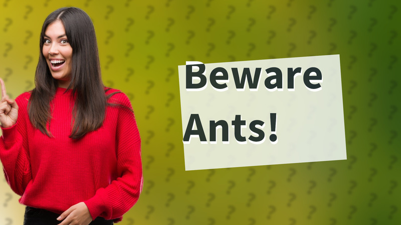 Beware Ants!