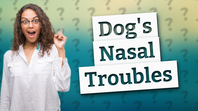 Dog's Nasal Troubles