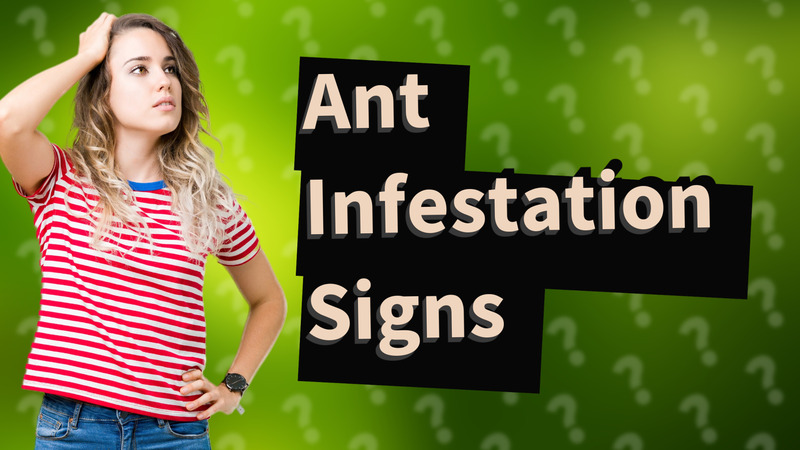 Ant Infestation Signs