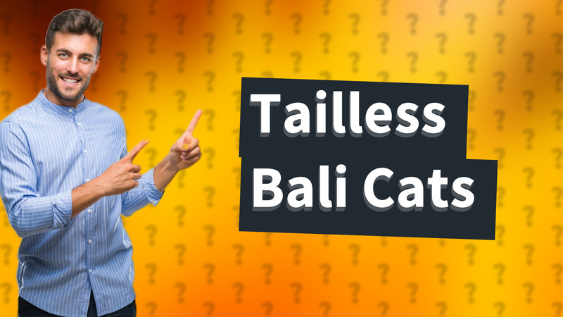 Tailless Bali Cats