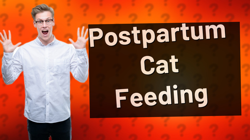 Postpartum Cat Feeding
