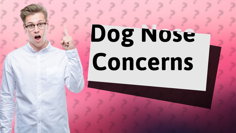 Dog Nose Concerns