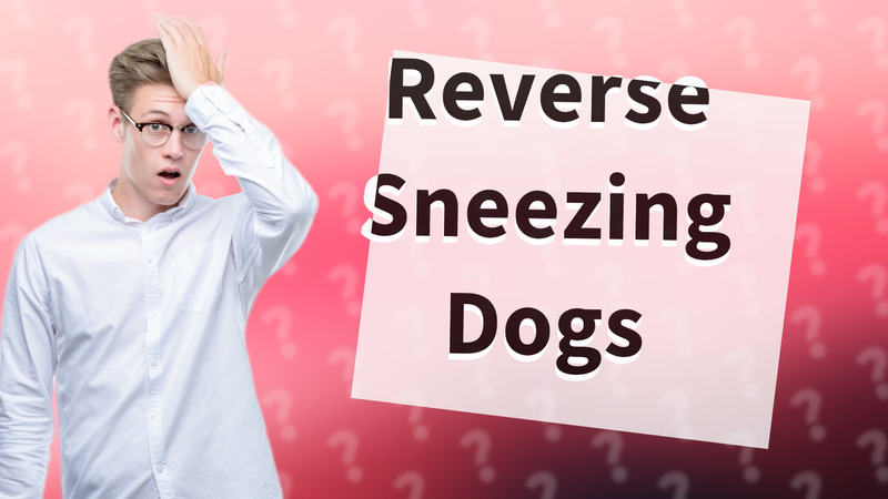 Reverse Sneezing Dogs