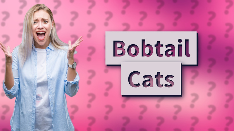 Bobtail Cats