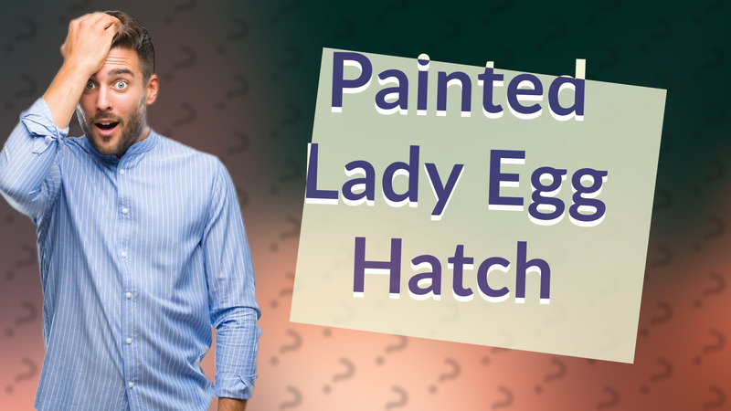 Painted Lady Egg Hatch
