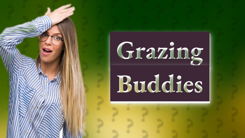 Grazing Buddies