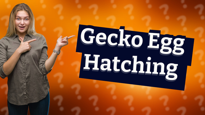 Gecko Egg Hatching