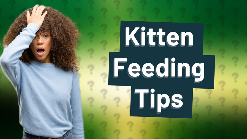 Kitten Feeding Tips