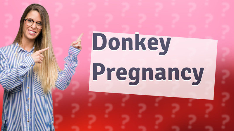 Donkey Pregnancy