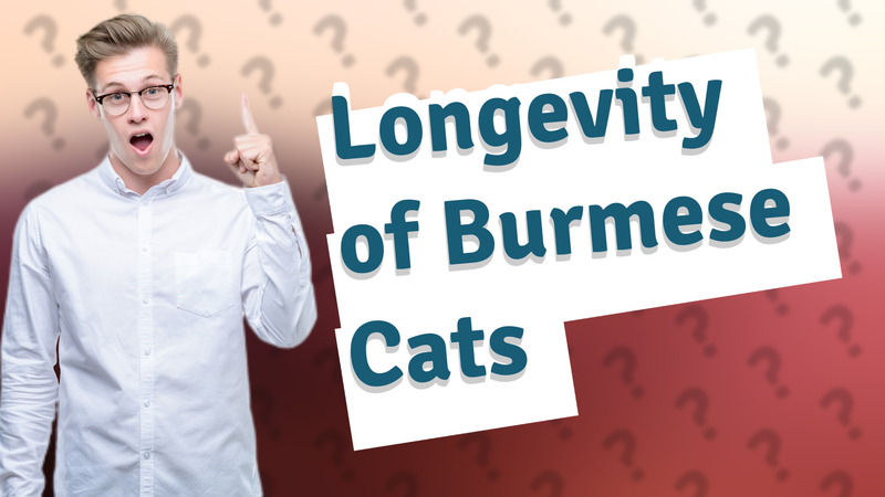 Longevity of Burmese Cats