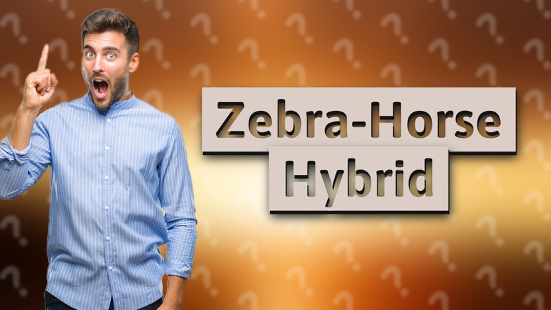 Zebra-Horse Hybrid