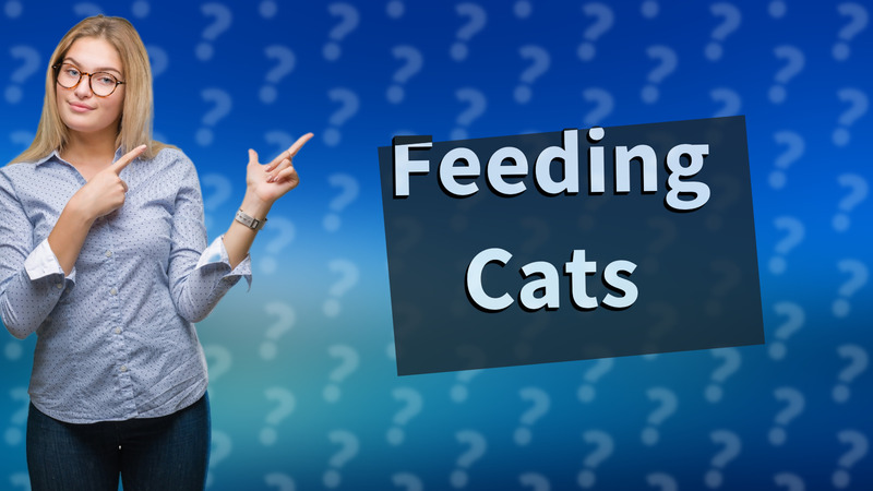 Feeding Cats