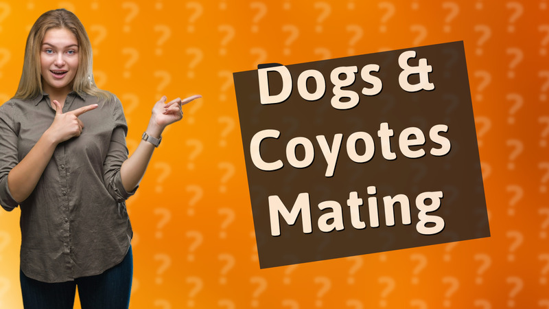 Dogs & Coyotes Mating