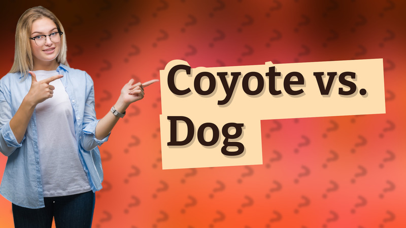 Coyote vs. Dog