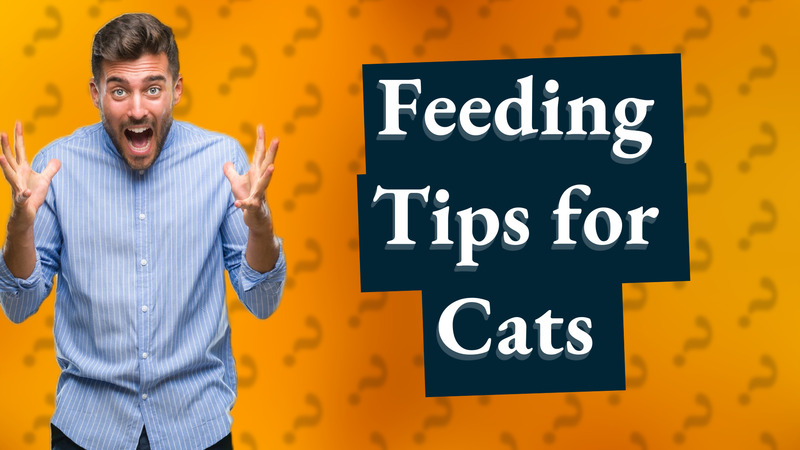 Feeding Tips for Cats