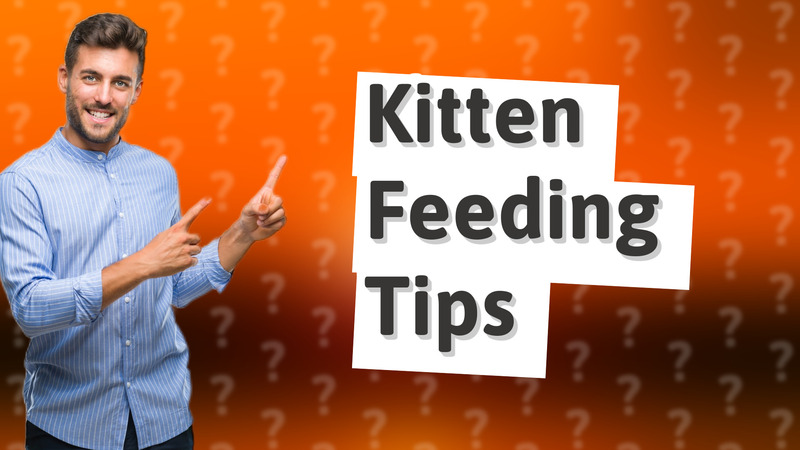 Kitten Feeding Tips