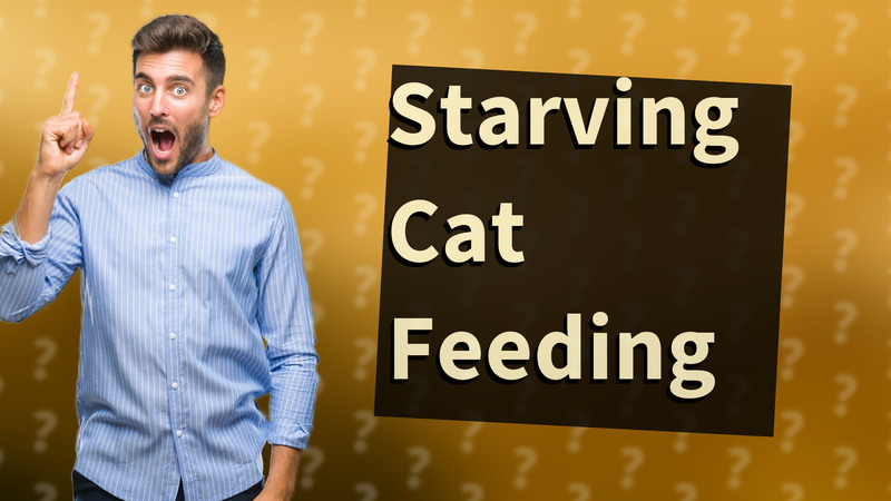 Starving Cat Feeding