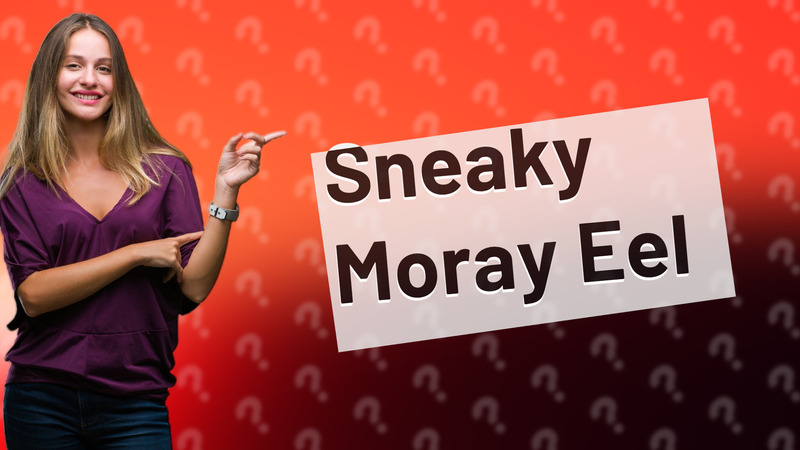 Sneaky Moray Eel