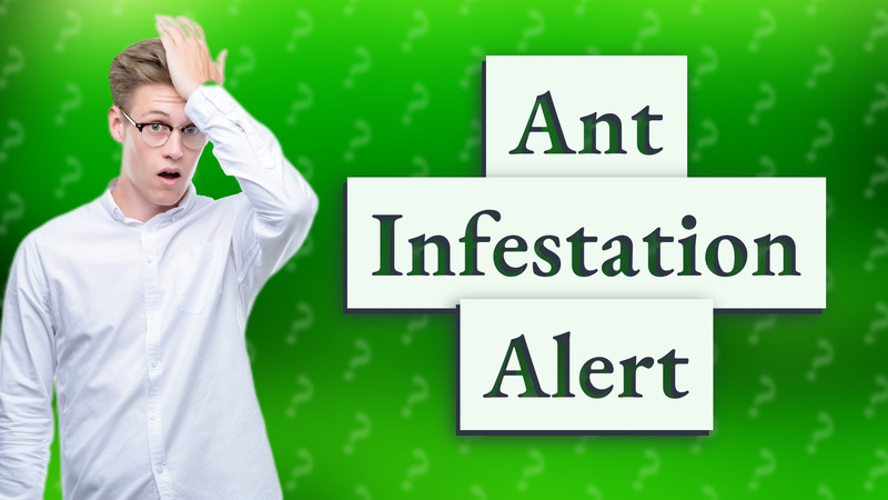 Ant Infestation Alert