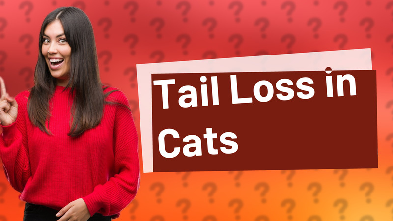 Tail Loss in Cats