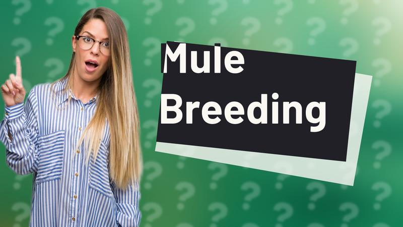Mule Breeding