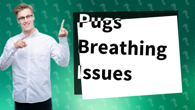 Pugs Breathing Issues