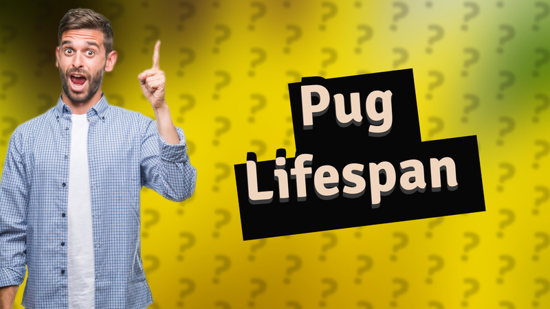 Pug Lifespan