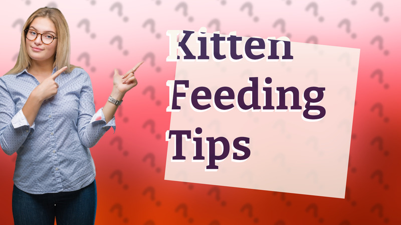 Kitten Feeding Tips