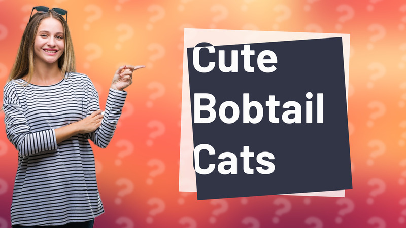 Cute Bobtail Cats