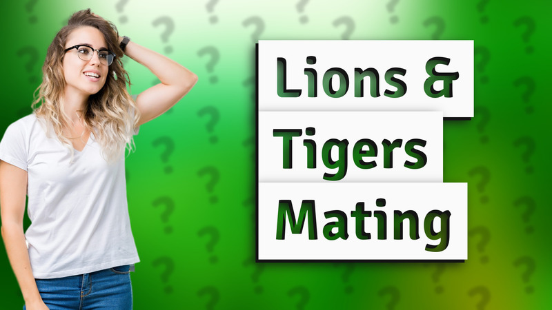 Lions & Tigers Mating