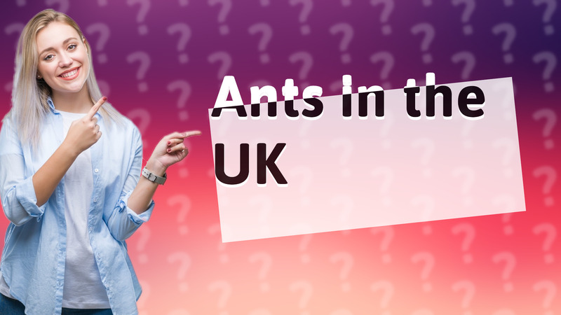 Ants in the UK