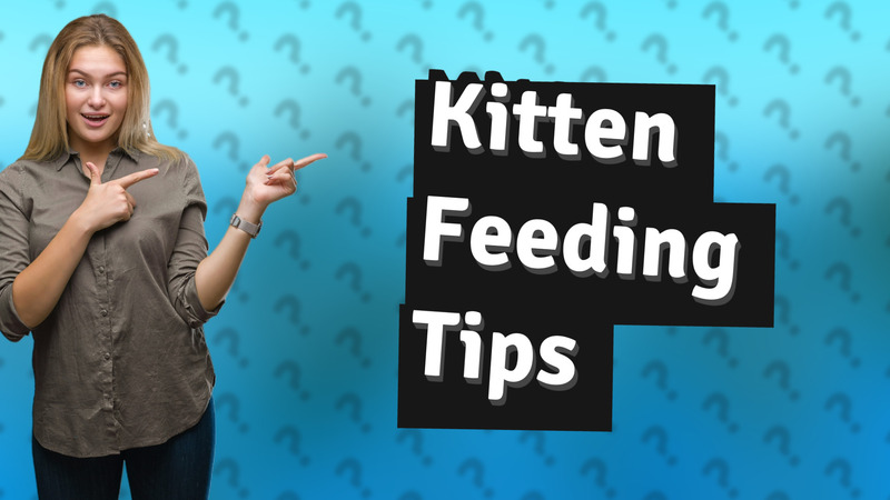 Kitten Feeding Tips