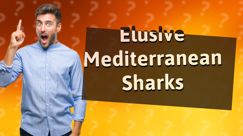 Elusive Mediterranean Sharks