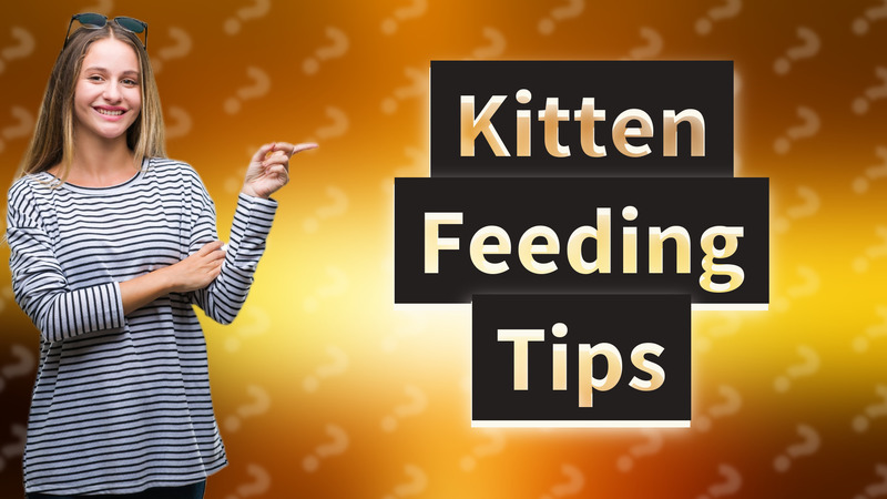 Kitten Feeding Tips