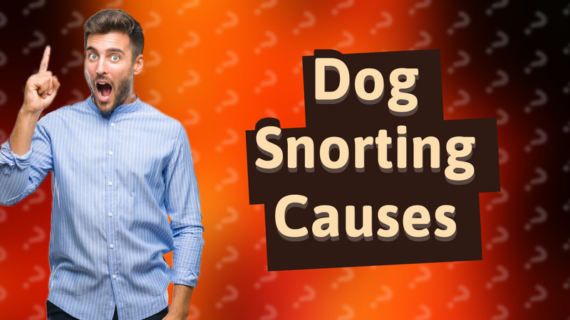 Dog Snorting Causes