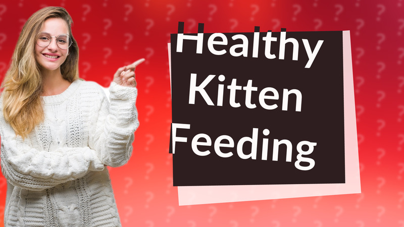 Healthy Kitten Feeding