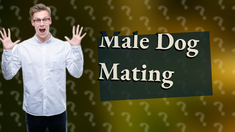 Male Dog Mating