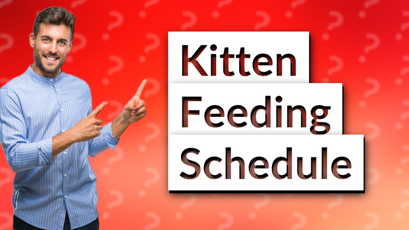 Kitten Feeding Schedule