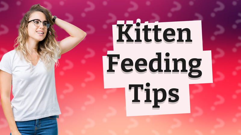 Kitten Feeding Tips