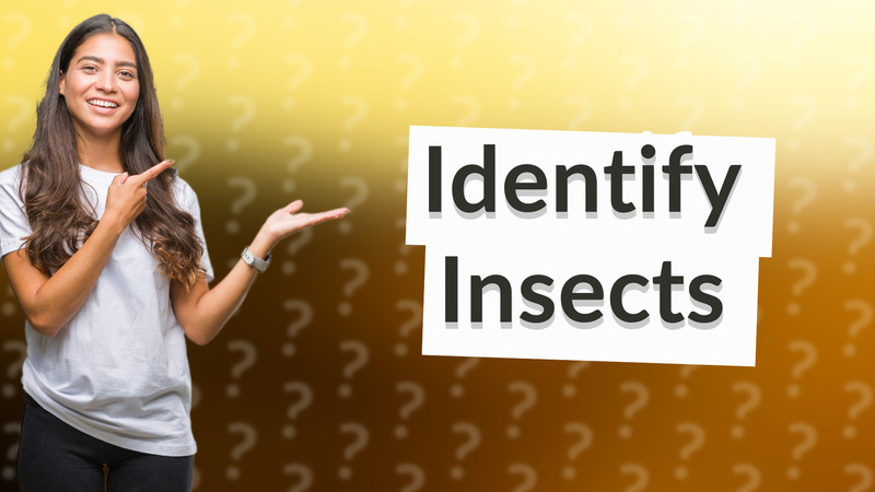 Identify Insects