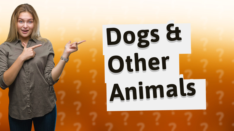 Dogs & Other Animals