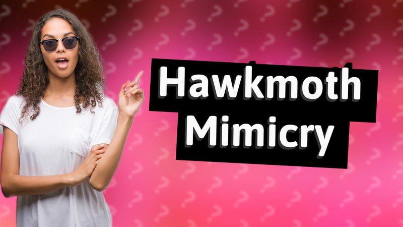 Hawkmoth Mimicry