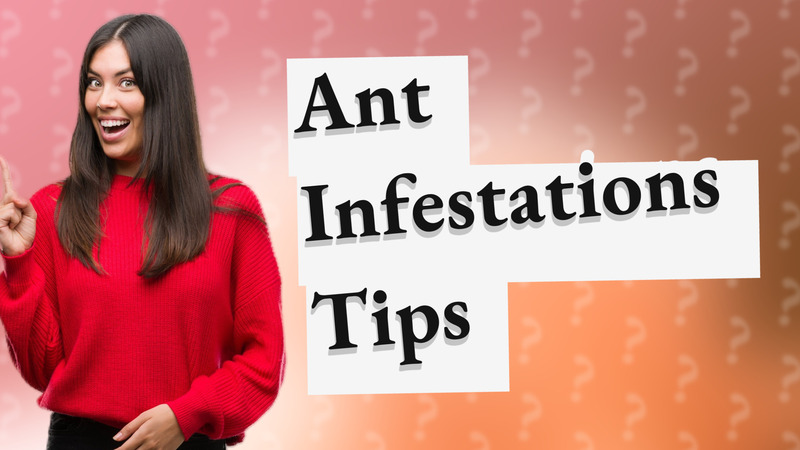 Ant Infestations Tips