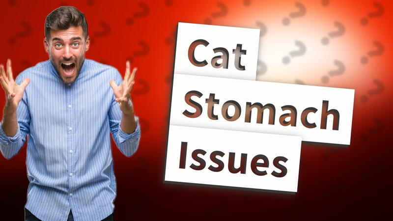 Cat Stomach Issues